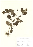 藏品(豬菜草)的圖片
